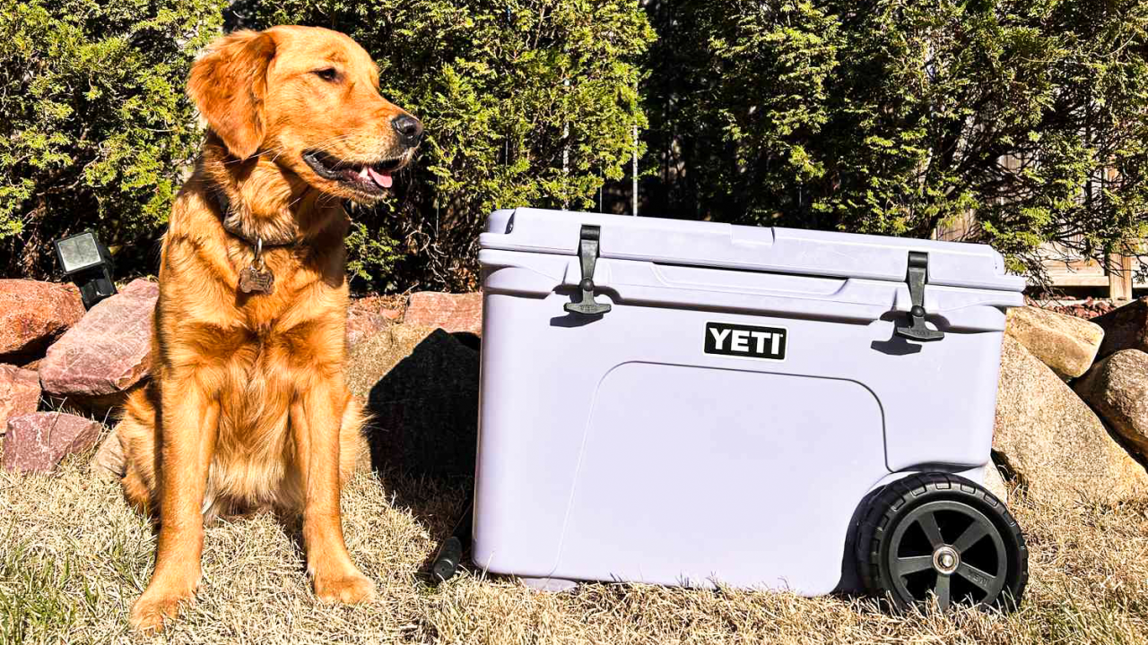 Image of a dog sitting next to a Yeti cooler